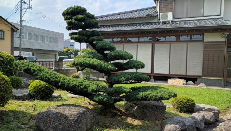 bonsai trees in the ground