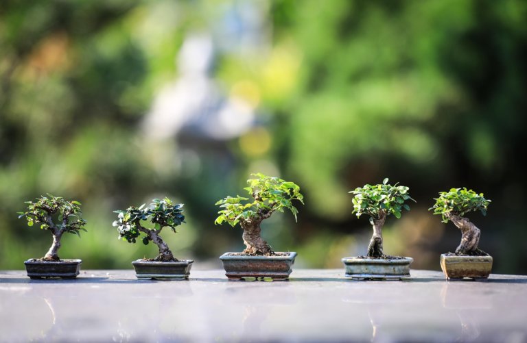 bonsai varieties