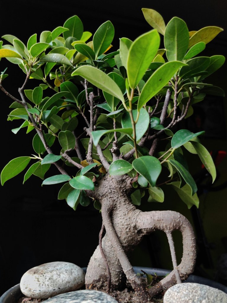 bonsai_ficus