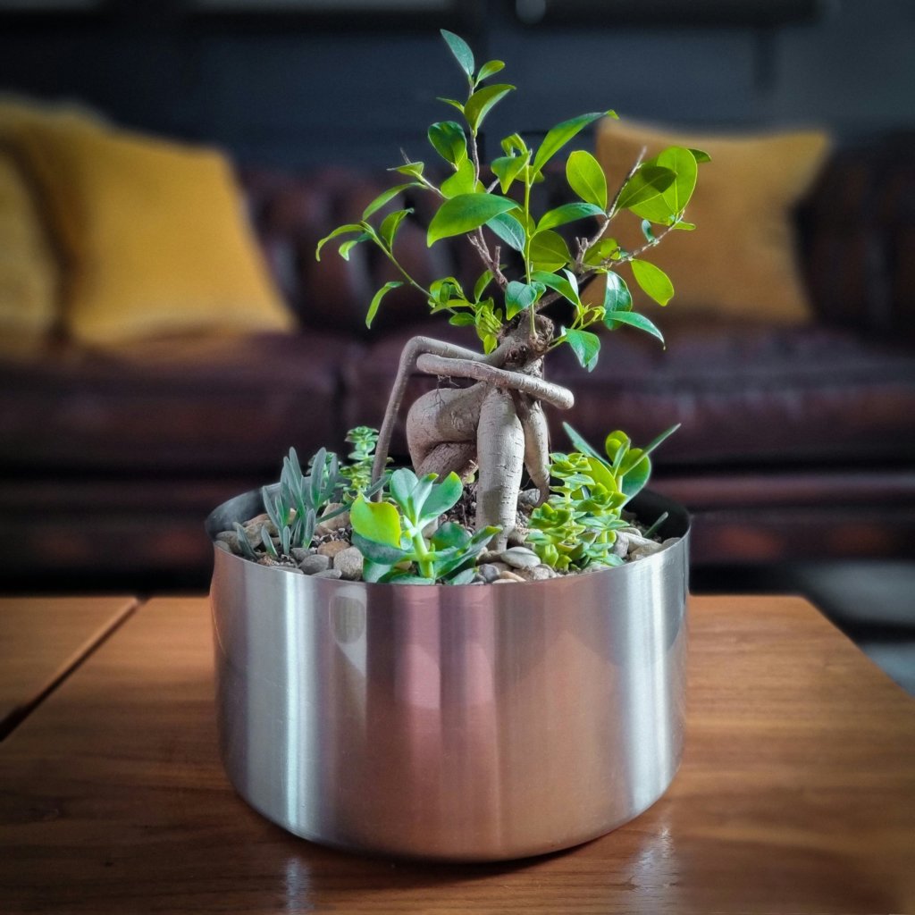bonsai indoor in stainless pot