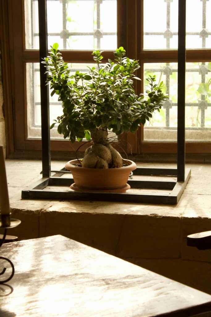 bonsai indoor near the window