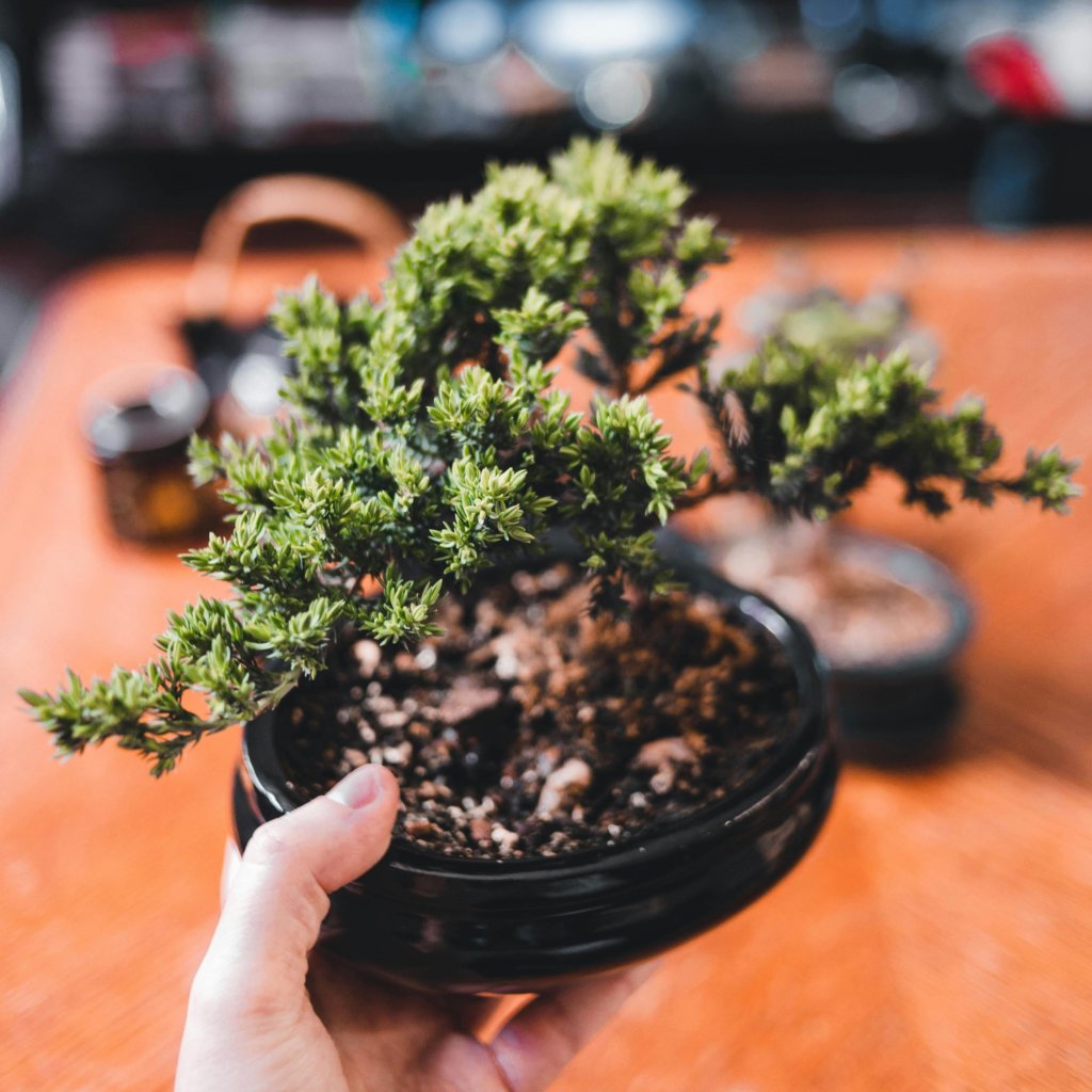 holding a pot of juniper bonsai