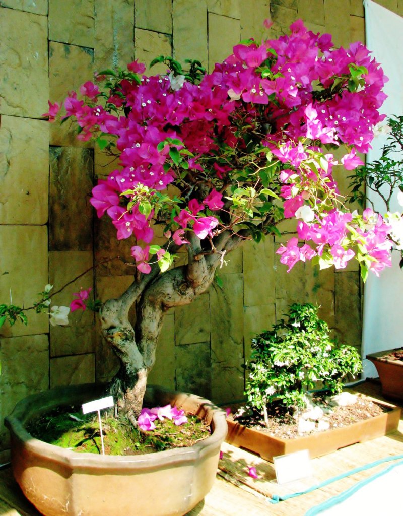 bougainvillea bonsai care