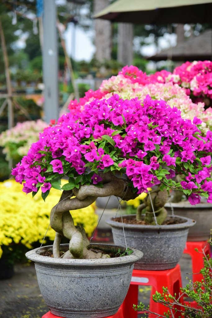 bougainvillea bonsai care