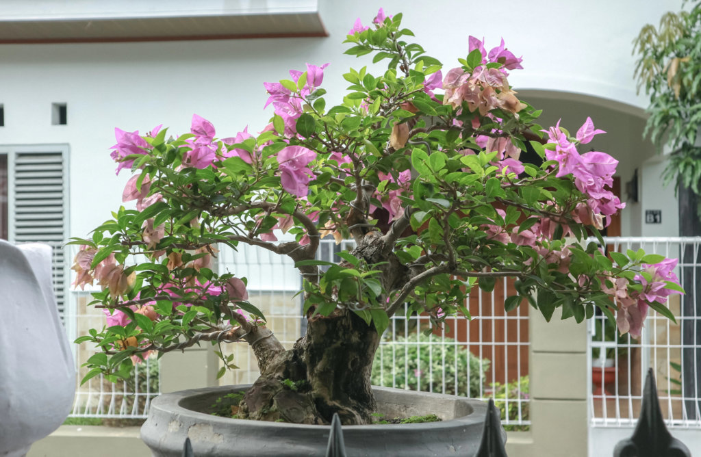 bougainvillea bonsai outdoor