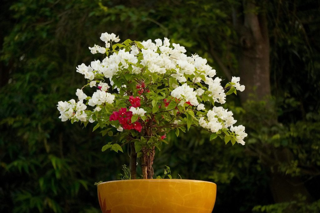 bougainvillea bonsai with flowers