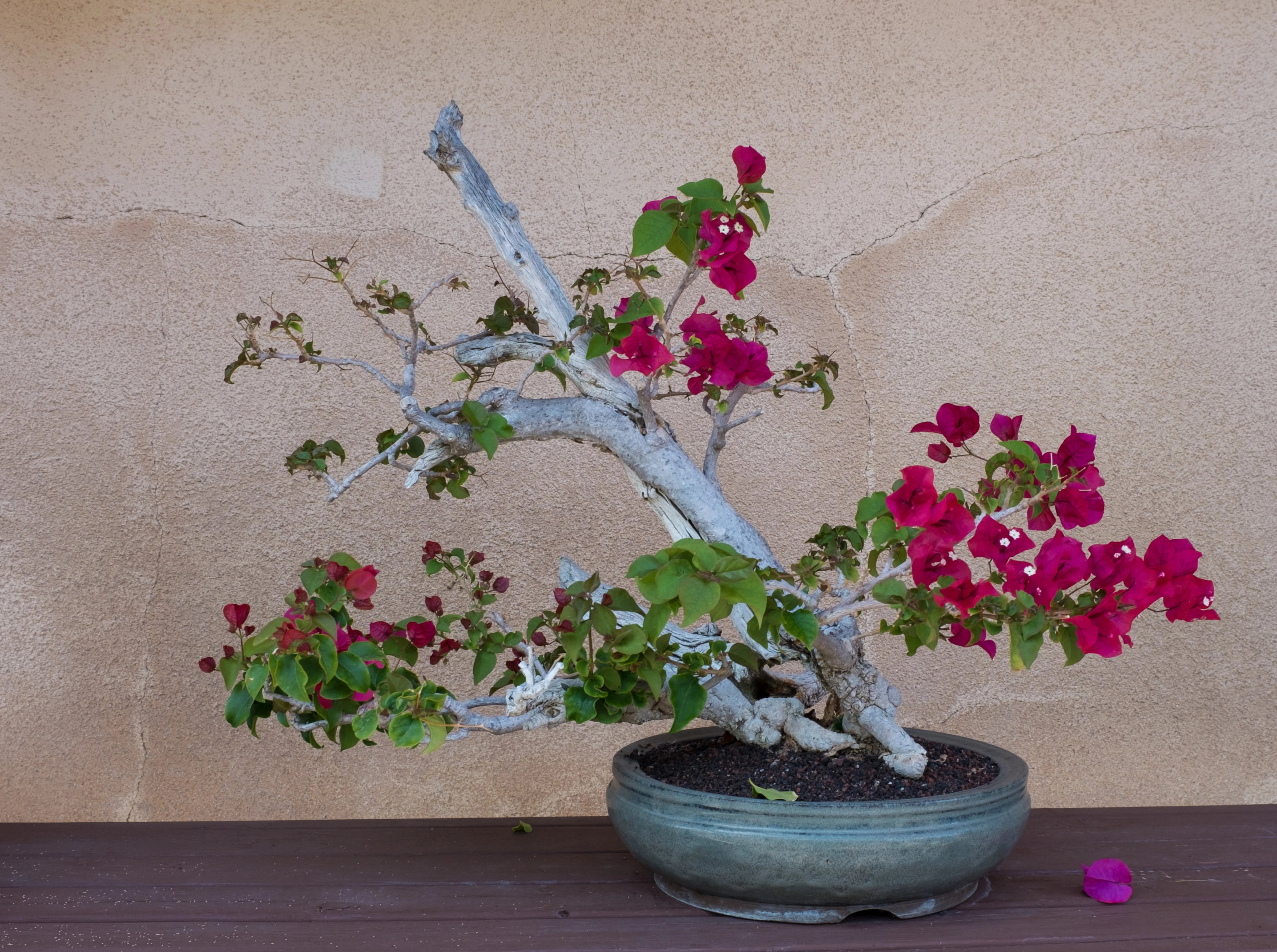 bougainvillea bonsai