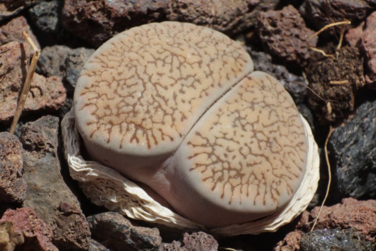 brown lithops