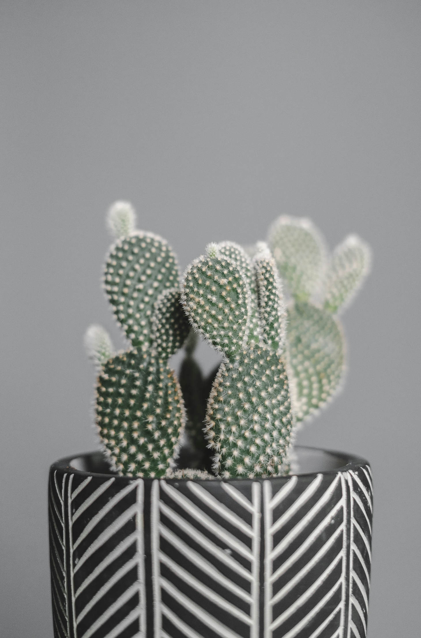 Bunny Ears Cactus In Black And White Pot