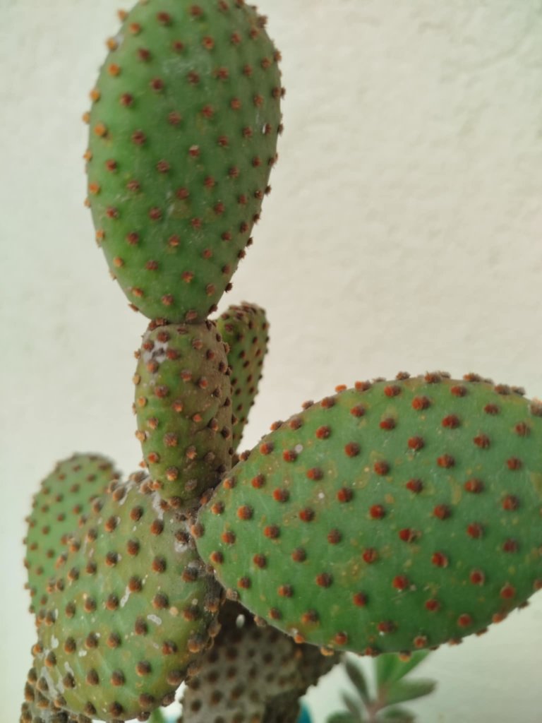 bunny ears glochids