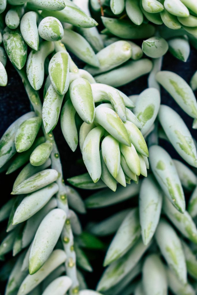 Burros Tail Closeup "Donkey Tail" Sedum