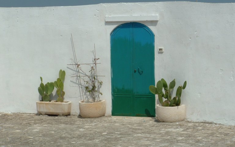 cacti and white wall