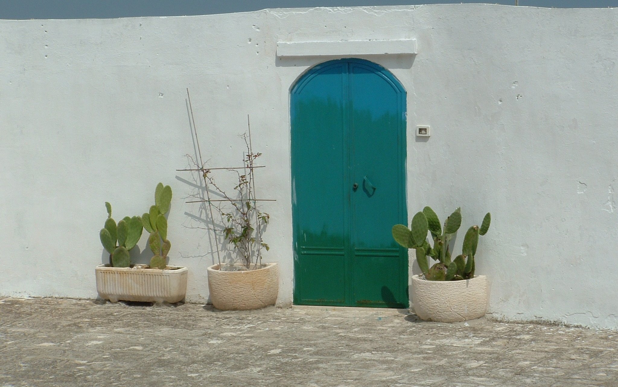 cacti and white wall