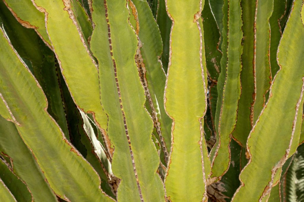 yellowing cacti exposed to sunlight