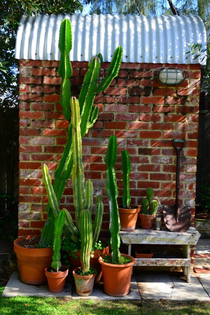 cacti in terracotta pots