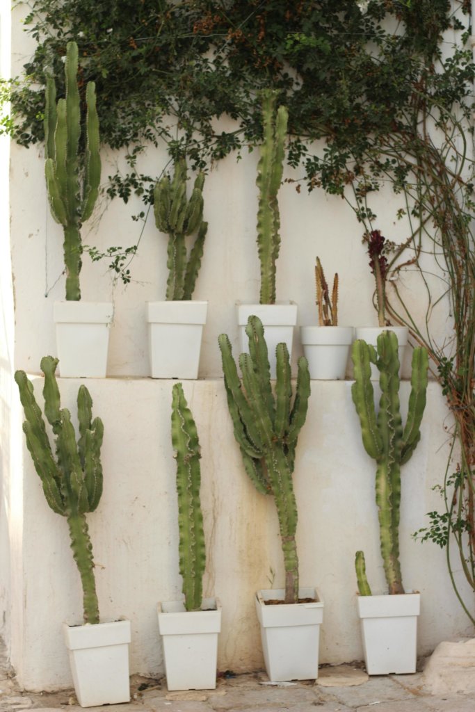 cacti in white pots