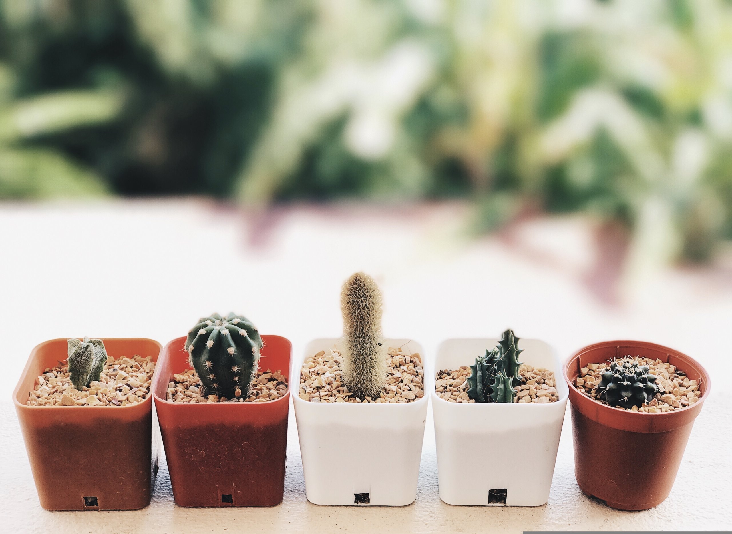 cacti with different shapes and spines
