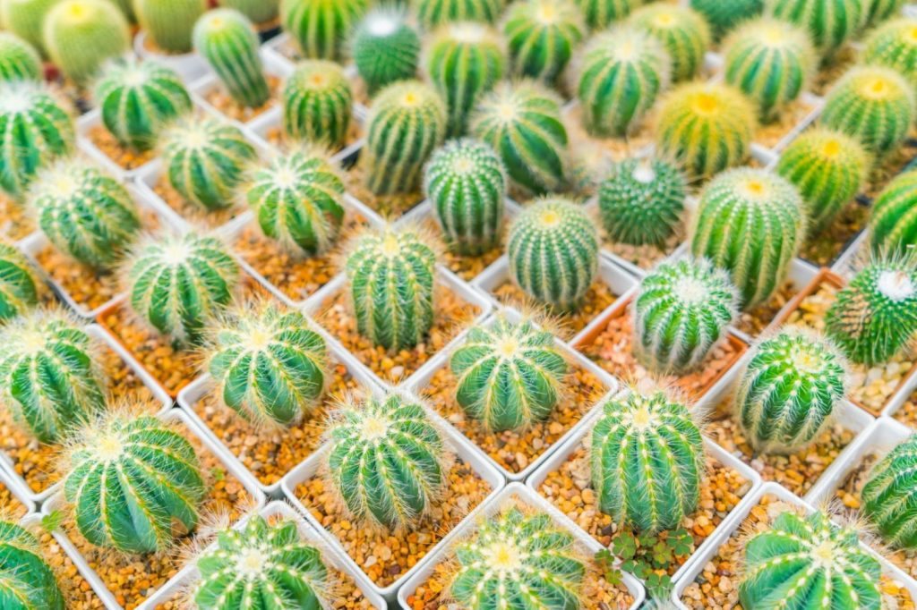 thriving cacti with plenty of sunlight and well-draining soil