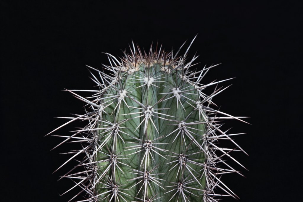 cactus during dormancy