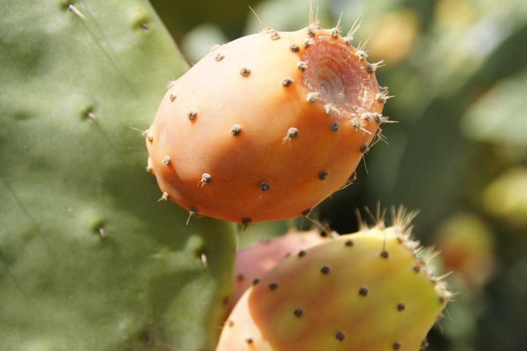 cactus fruit with glochids