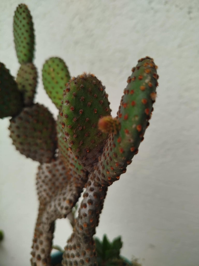 cactus glochids
