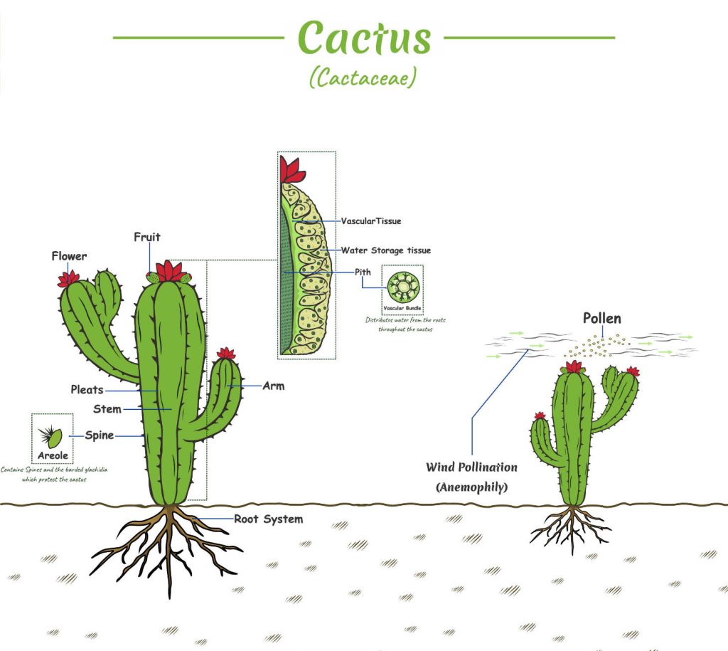Cactus Graphic Showing Plant Structure And Pollination Process