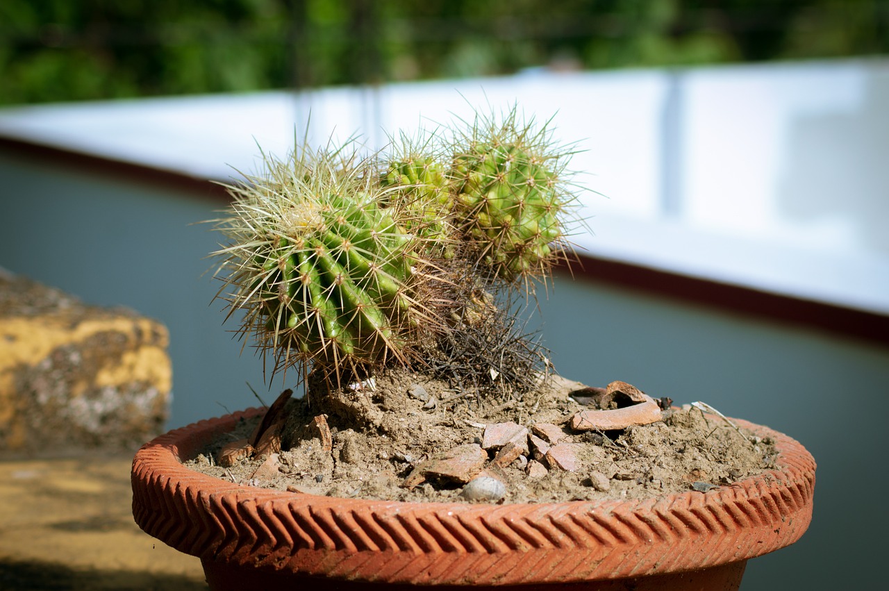 cactus not absorbing water