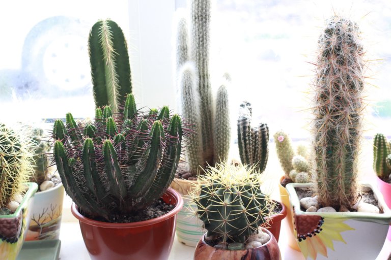cactus on a windowsill