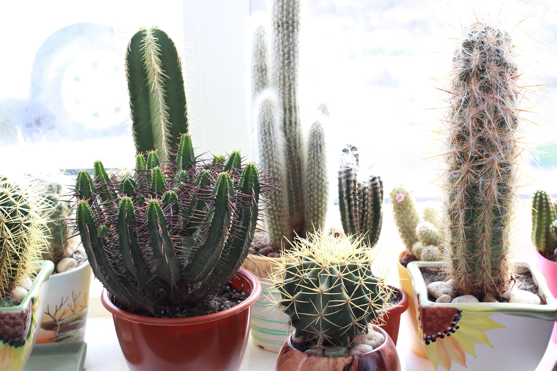 cactus on a windowsill