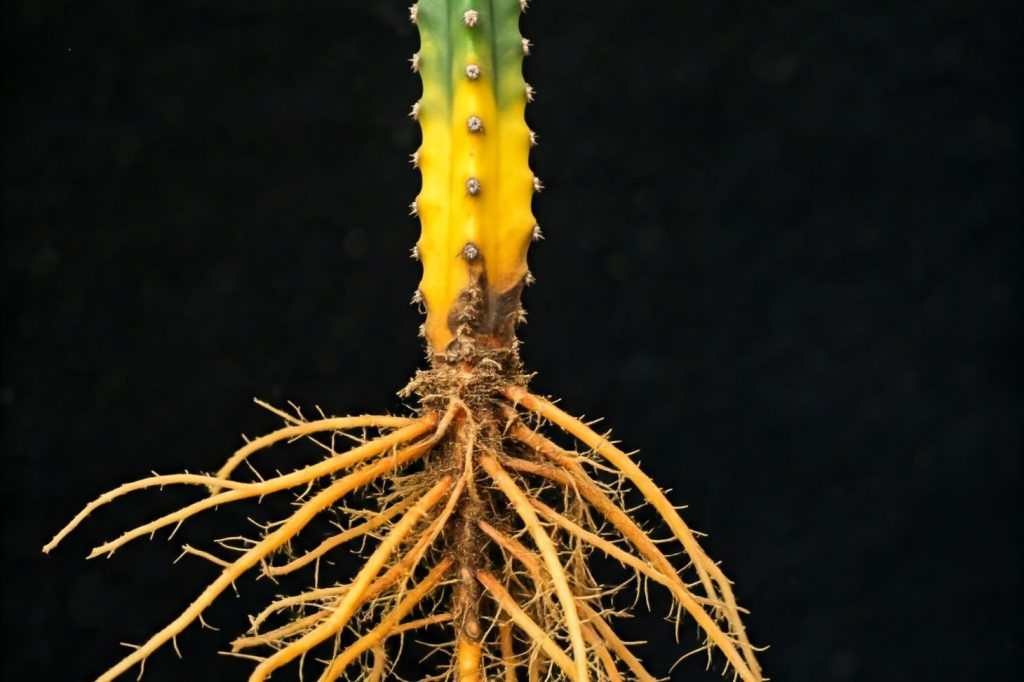 cactus turning yellow because of root rot