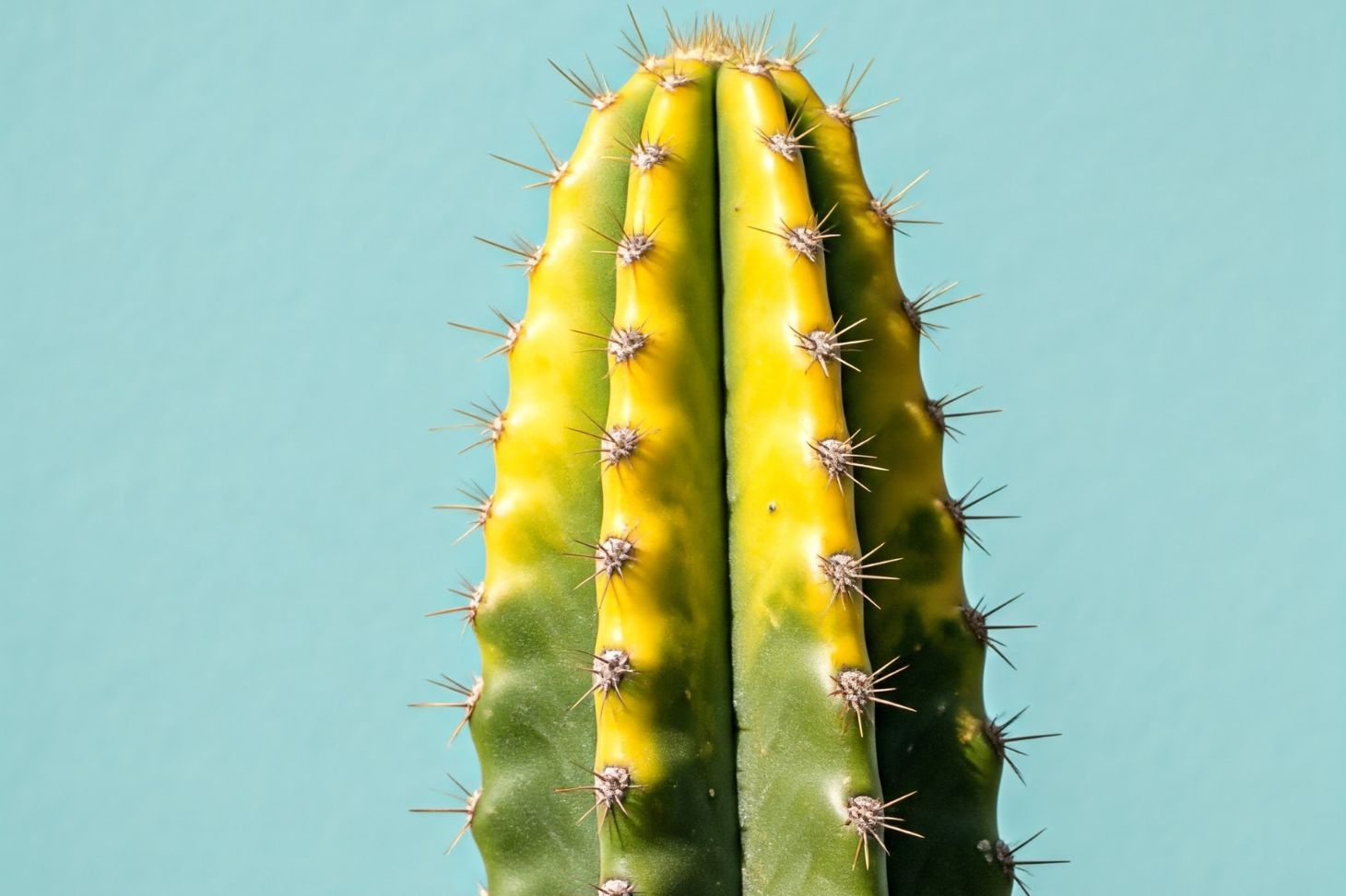 cactus turning yellow