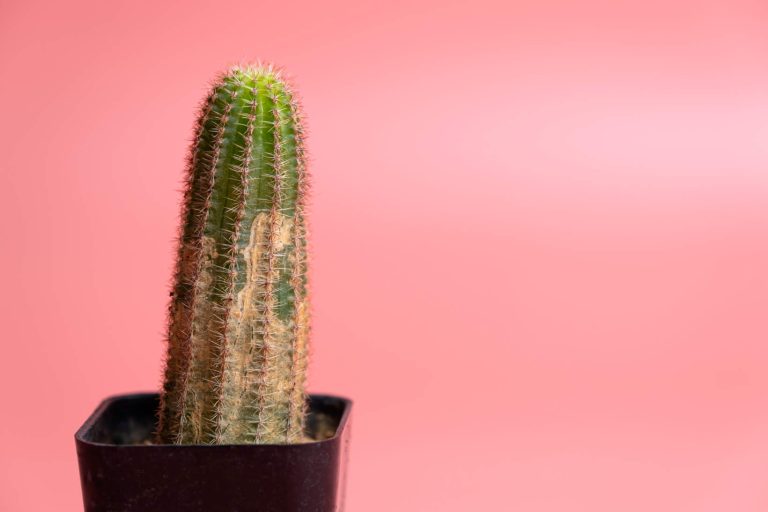 Cactus With Brown Rust Fungus Disease