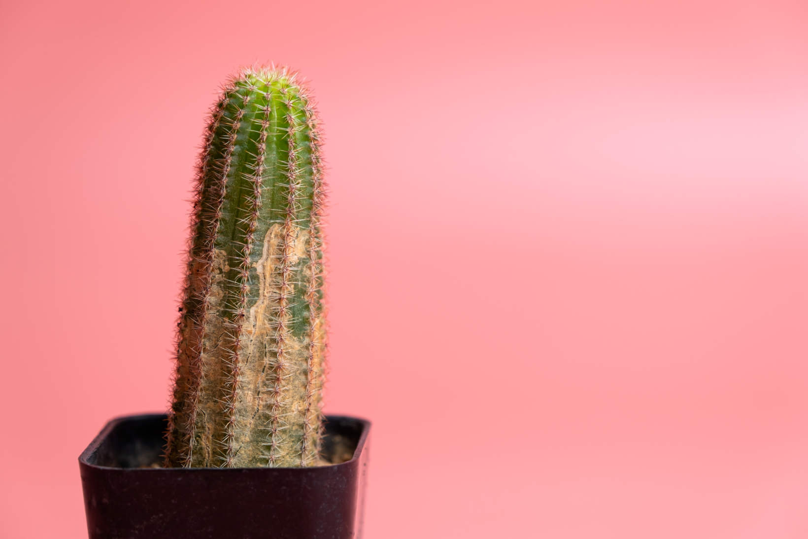 Cactus With Brown Rust Fungus Disease