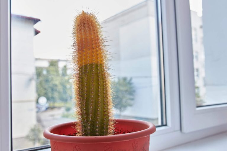 Cactus With Brown Top (Dry Cactus)