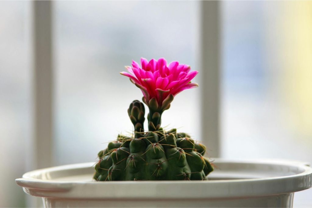 cactus with flower