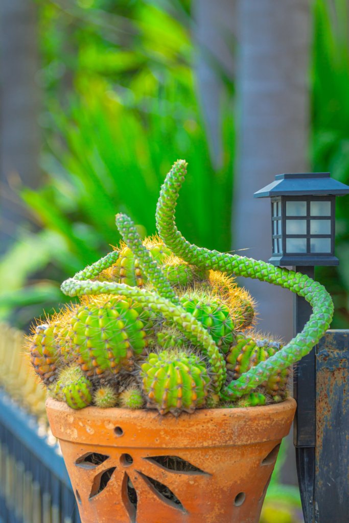 cactus with pups in pot (easter lily)