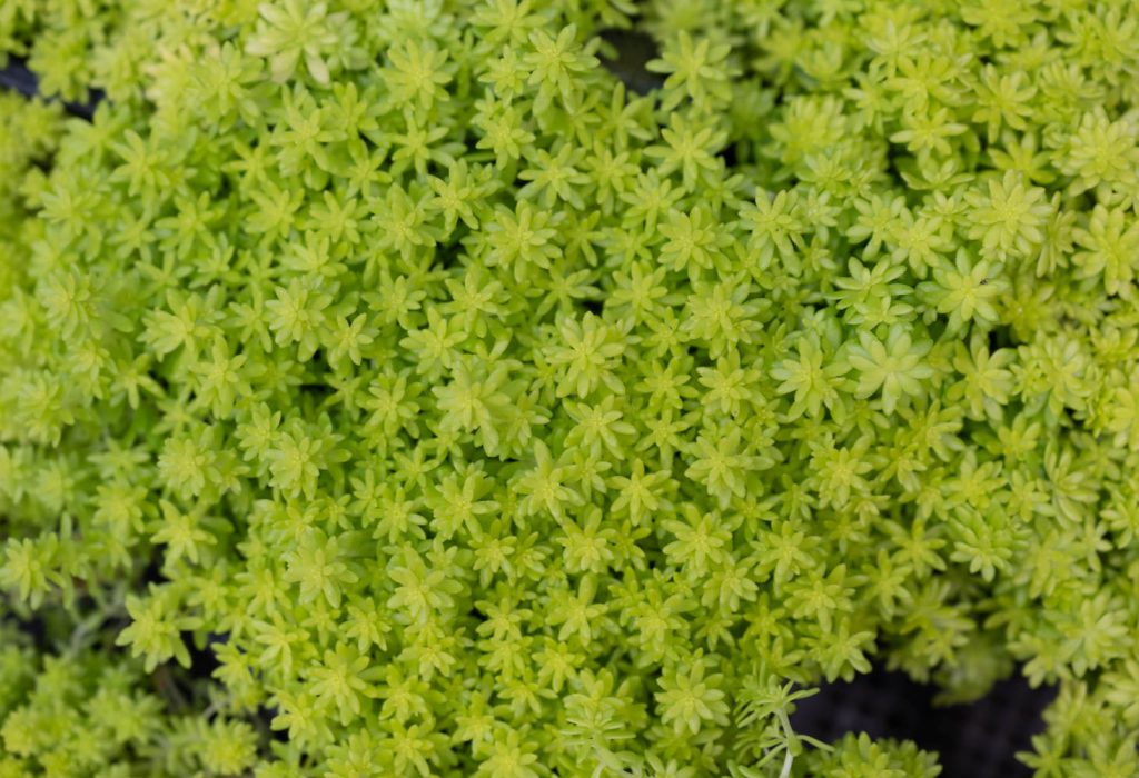 Carpet Sedum Viewed From Above