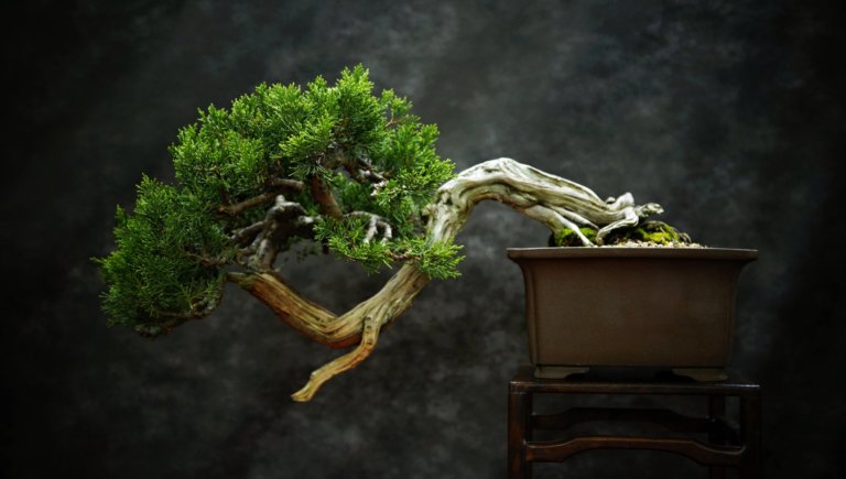cascade bonsai tree