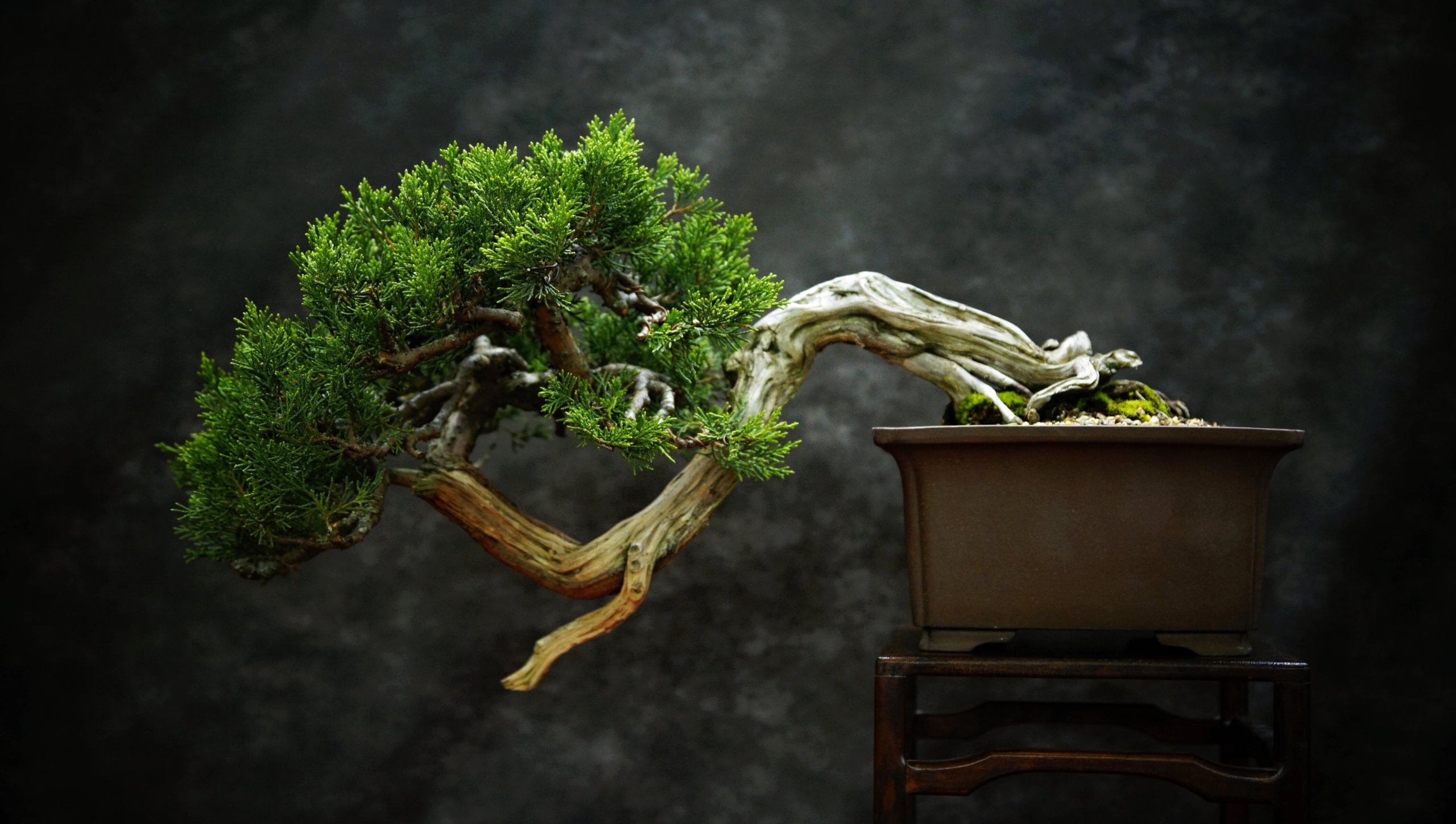 cascade bonsai tree
