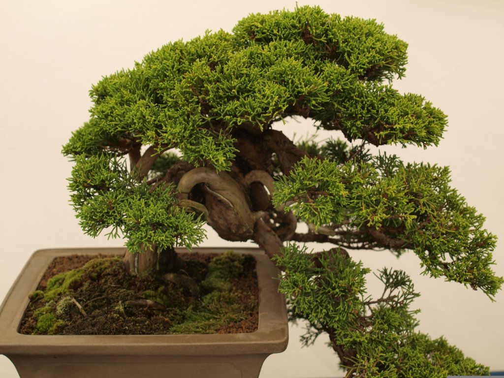 cascade style bonsai