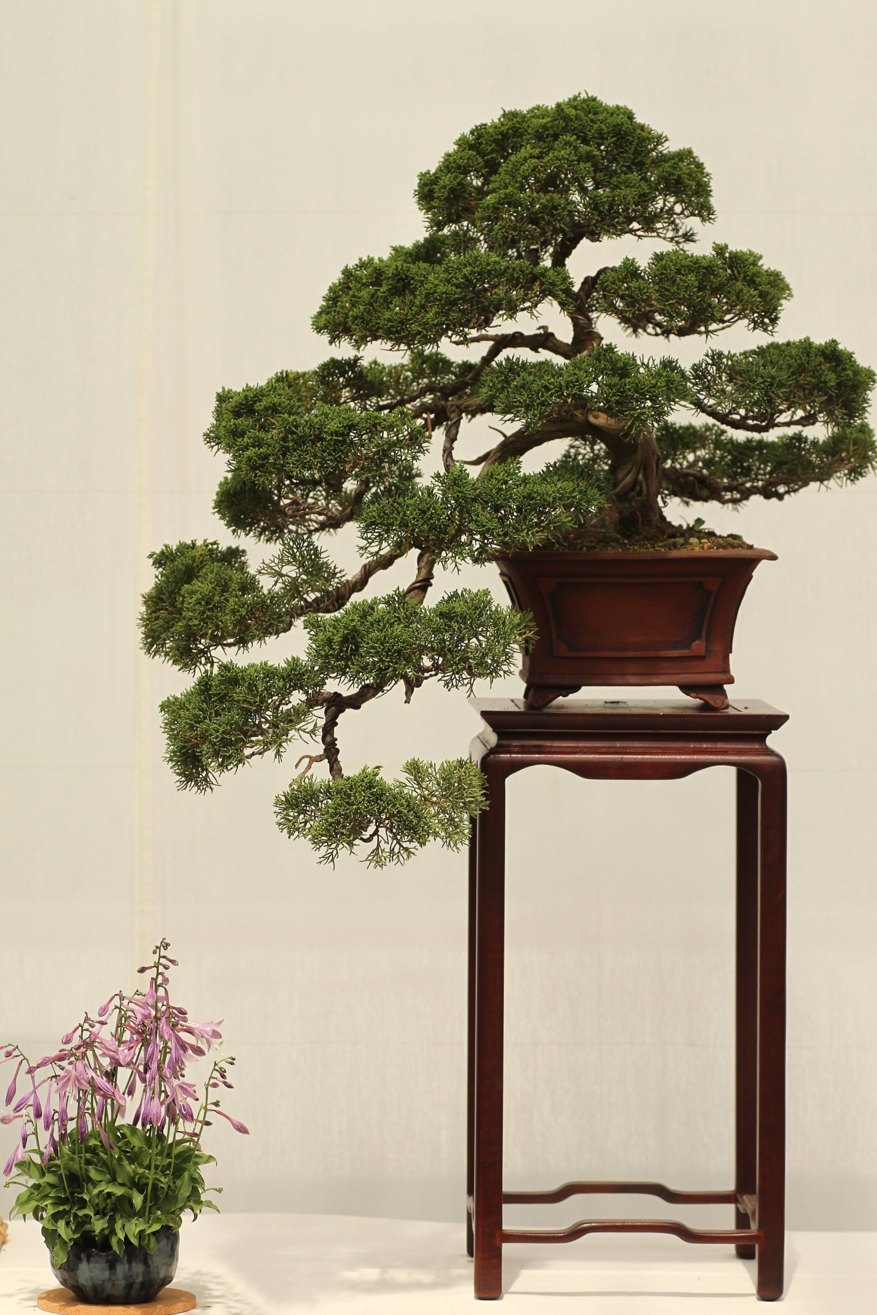 cascading bonsai
