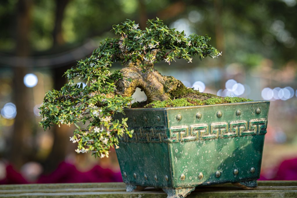 cascading bonsai tree