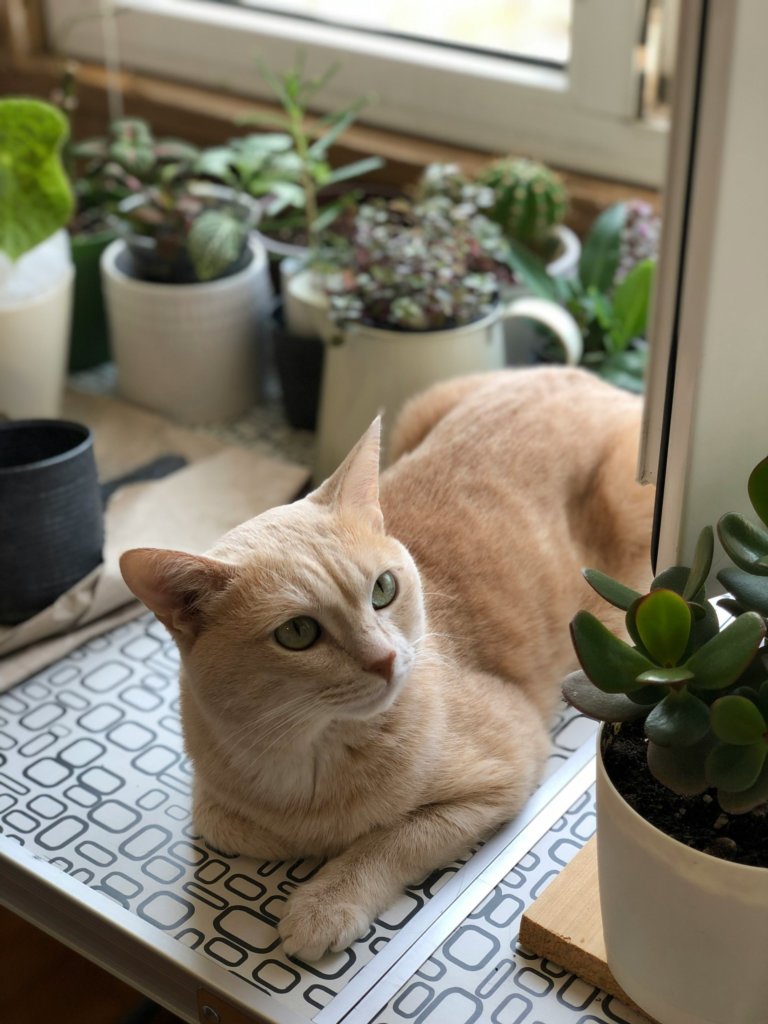 cat near jade plant