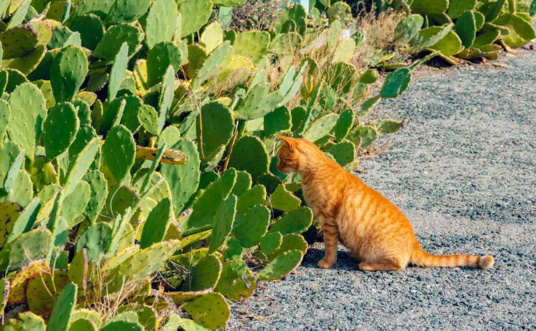 Cat Near Prickly Pear Landscaping
