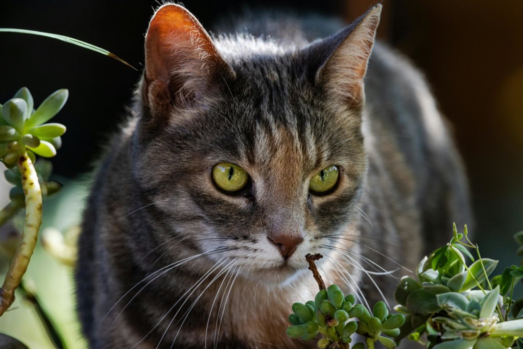 cat near succulents