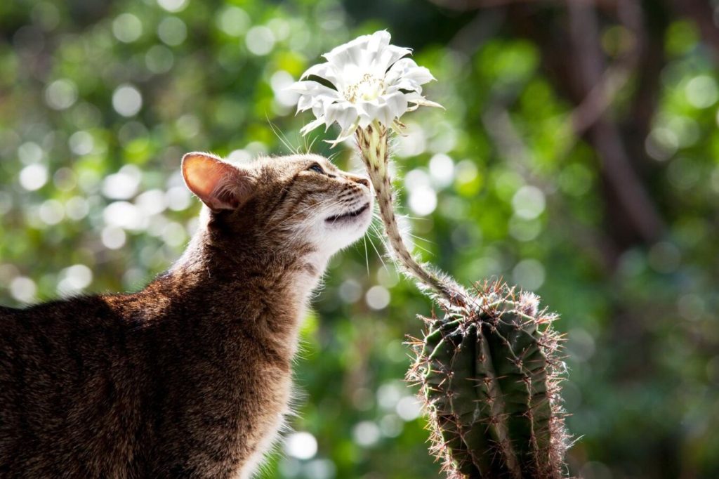 cat smelling cactus flower