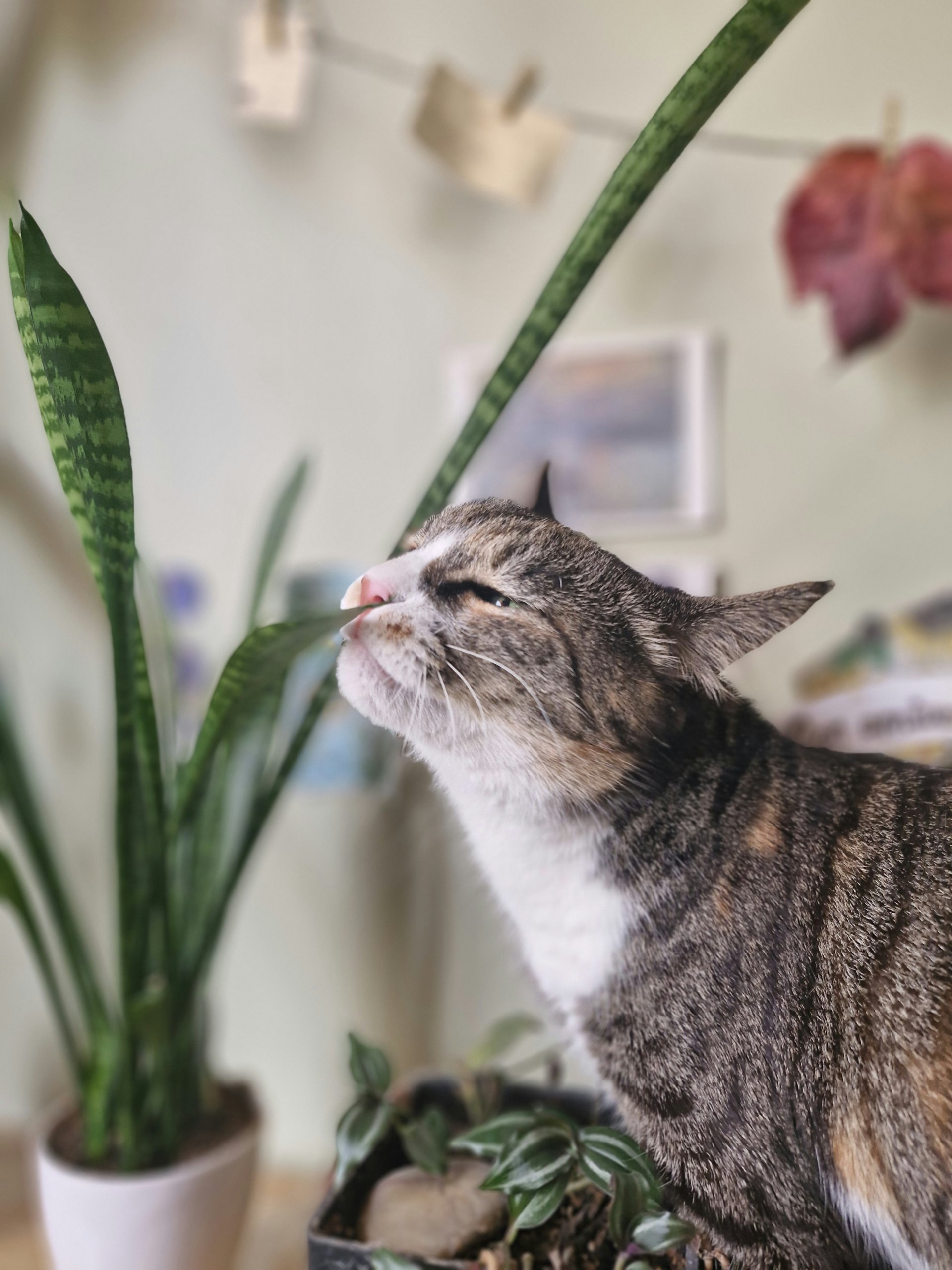 cat smelling snake plant