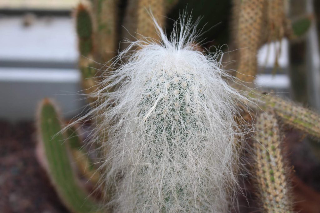Cephalocereus Senilis Cactus Closeup Hairy Cactus