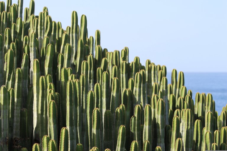 Cereus or Ceroid Cactus