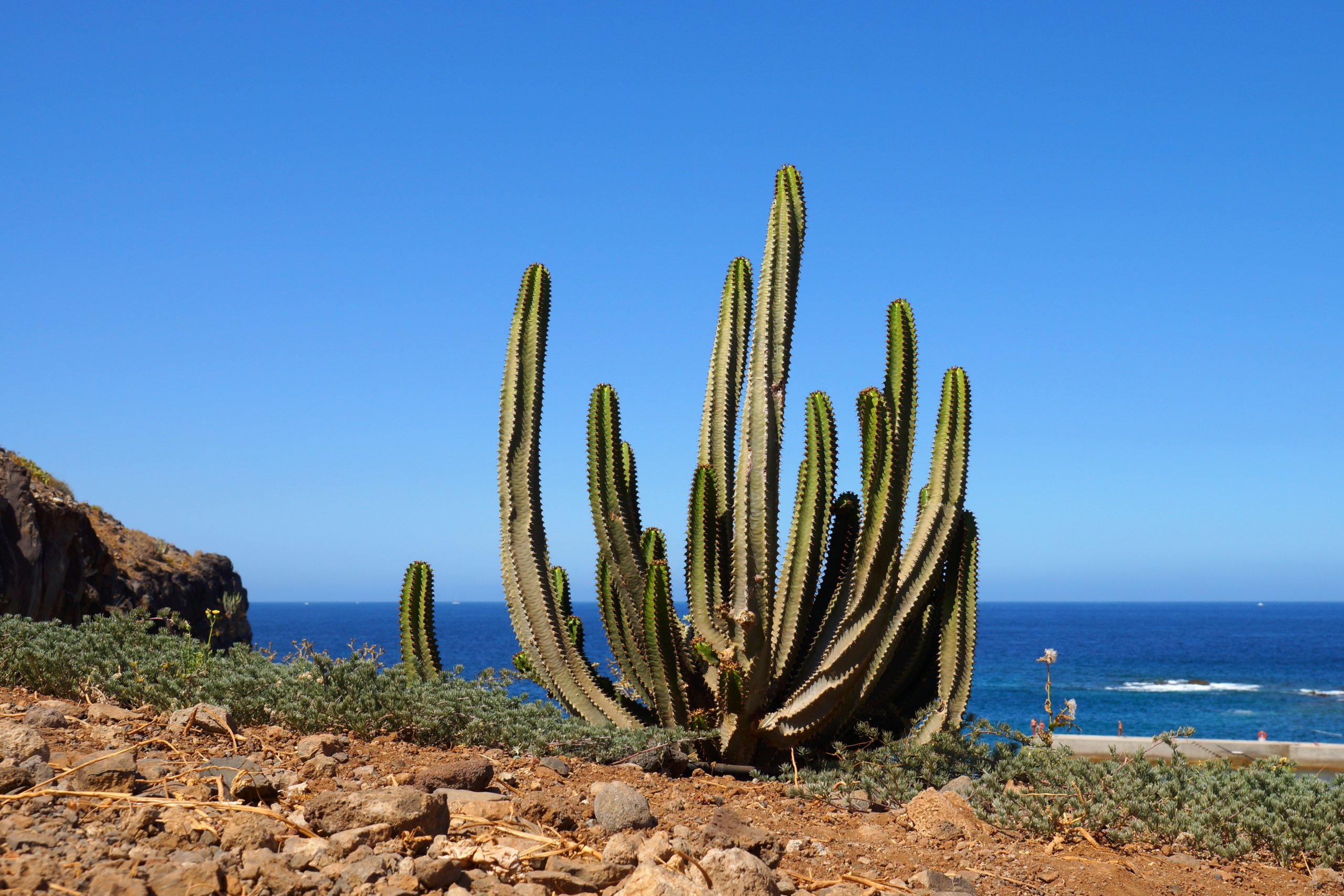 Ceroid Cactus (Cereus)